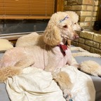 queen and Purple Rose.png