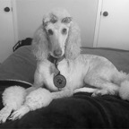 queen black and white for website.png