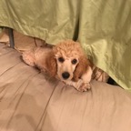 purple rose as puppy.png