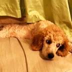 Purple Rose baby.png