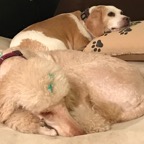 Queen and Travi sleeping.png