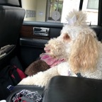 queen furry in car.png