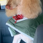 Queen in car with skull bows.png