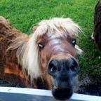 Horse funny eyes.png