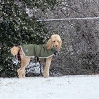 Queen in the snow.png